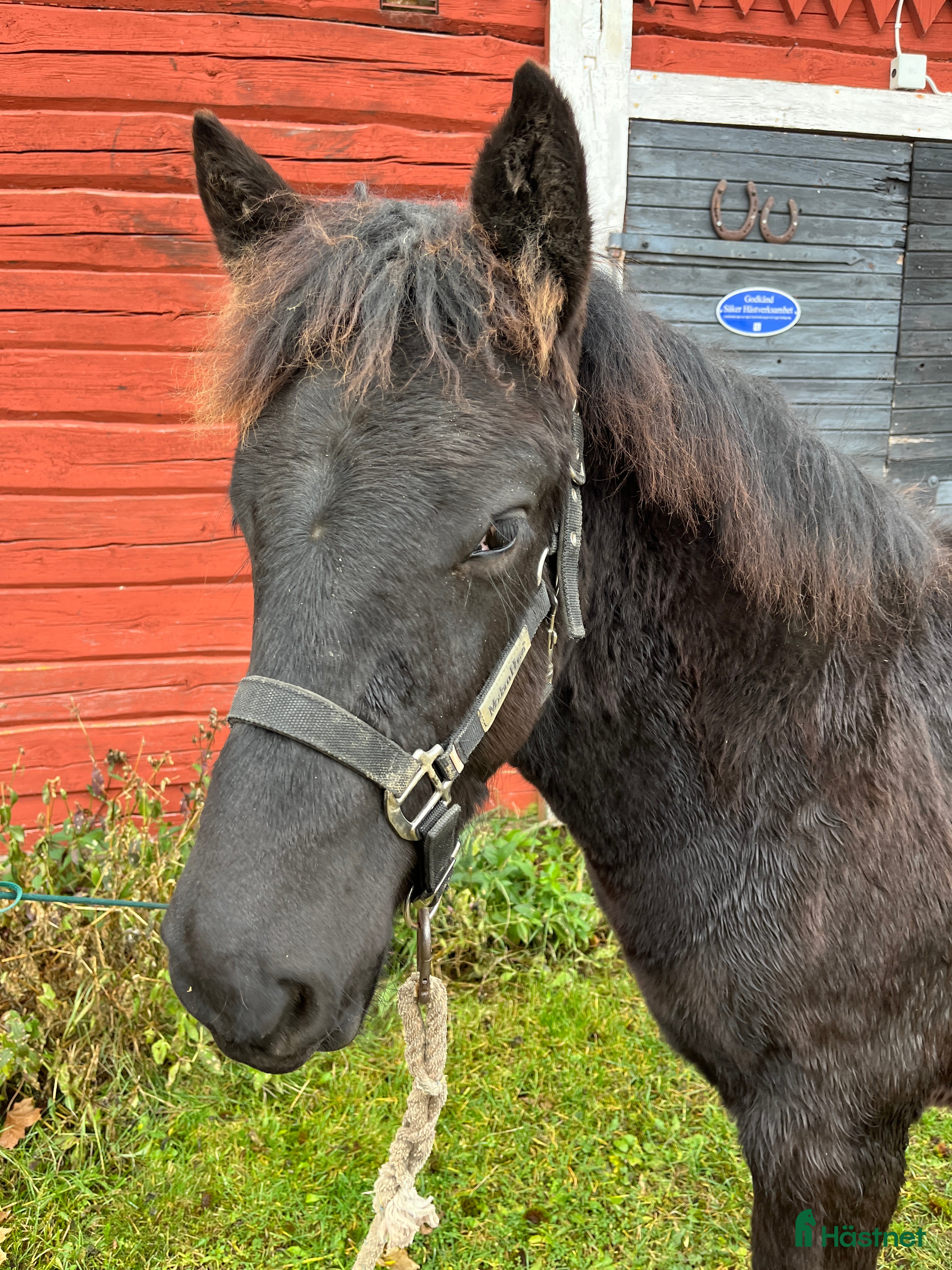  hästar Nordsvenskt stoföl till salu i Eksjö - Annons 11