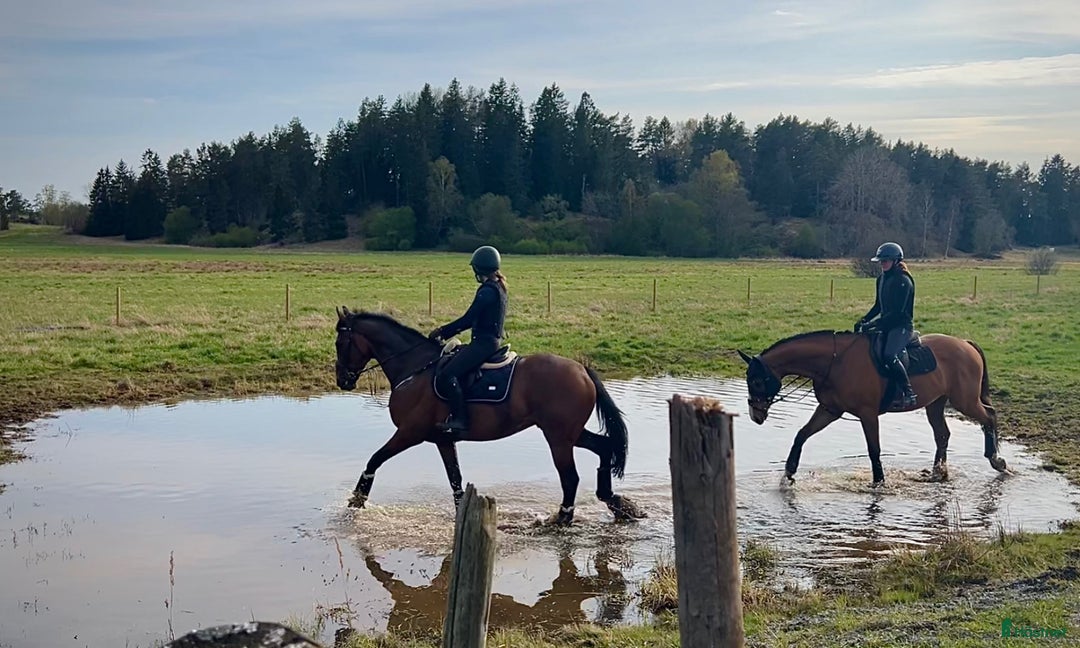 Allround hästar till salu: Intressekoll: Pigg och rolig hobbyhäst i Norrtälje - Annons 4