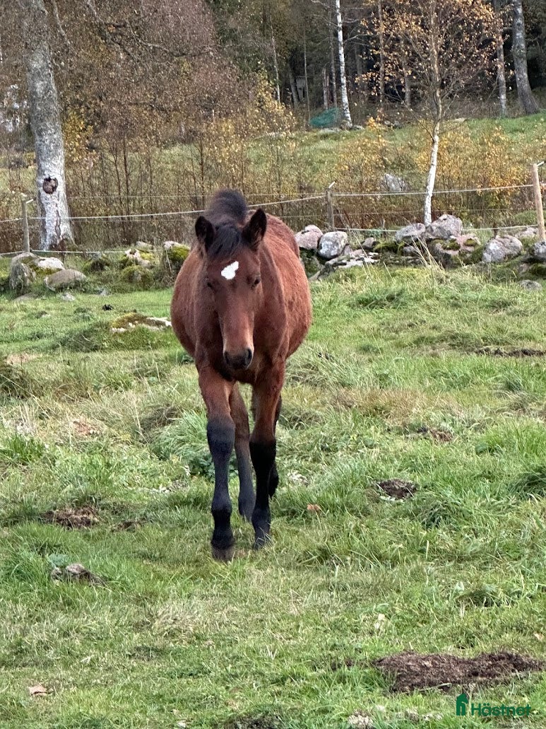  hästar Stoföl, korsning PRE och kallblodstravare i Blidsberg - Annons 17