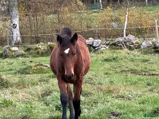 Övrigt hästar till salu: Stoföl, korsning PRE och kallblodstravare i Blidsberg - Annons 1