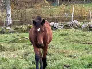 Övrigt hästar till salu: Stoföl, korsning PRE och kallblodstravare i Blidsberg - Annons 1