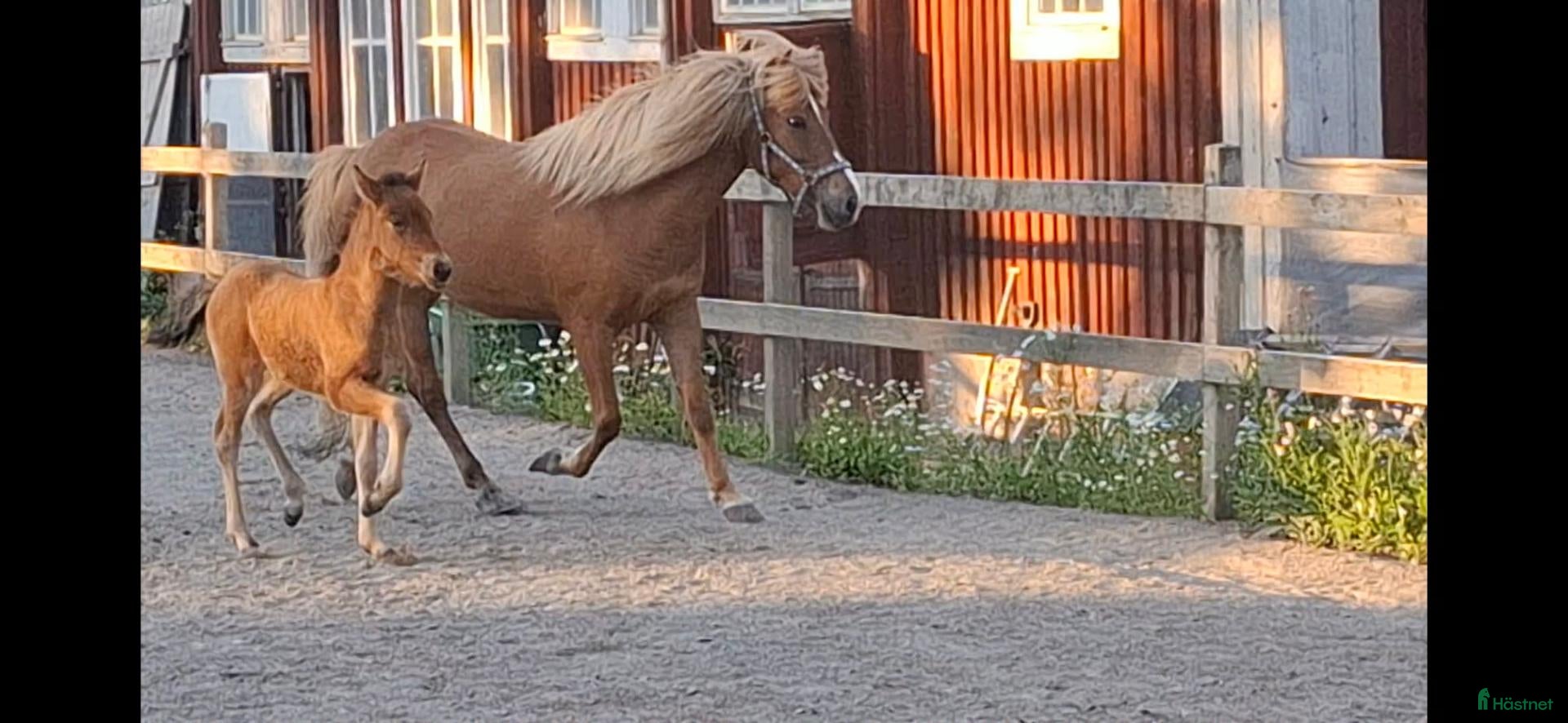  hästar Dräktigt sto med föl säljes - Annons 3