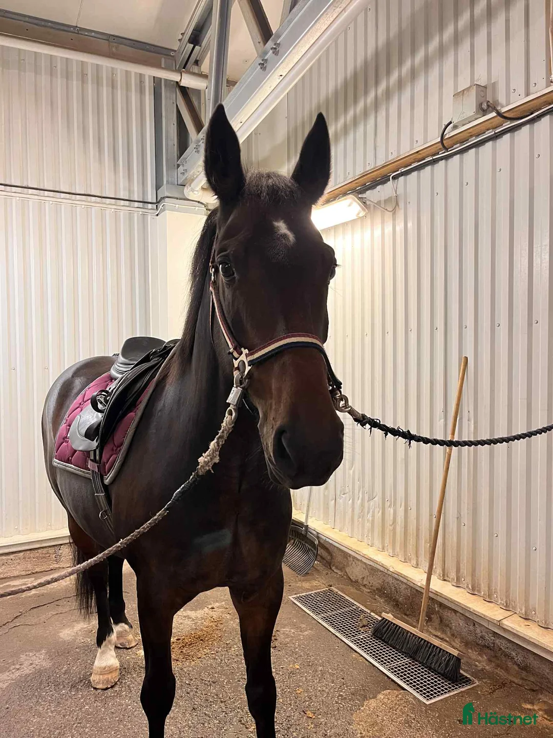 Allround hästar till salu: Fin liten storhäst - Annons 1