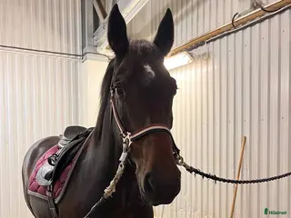 hästar Fin liten storhäst - Annons 3