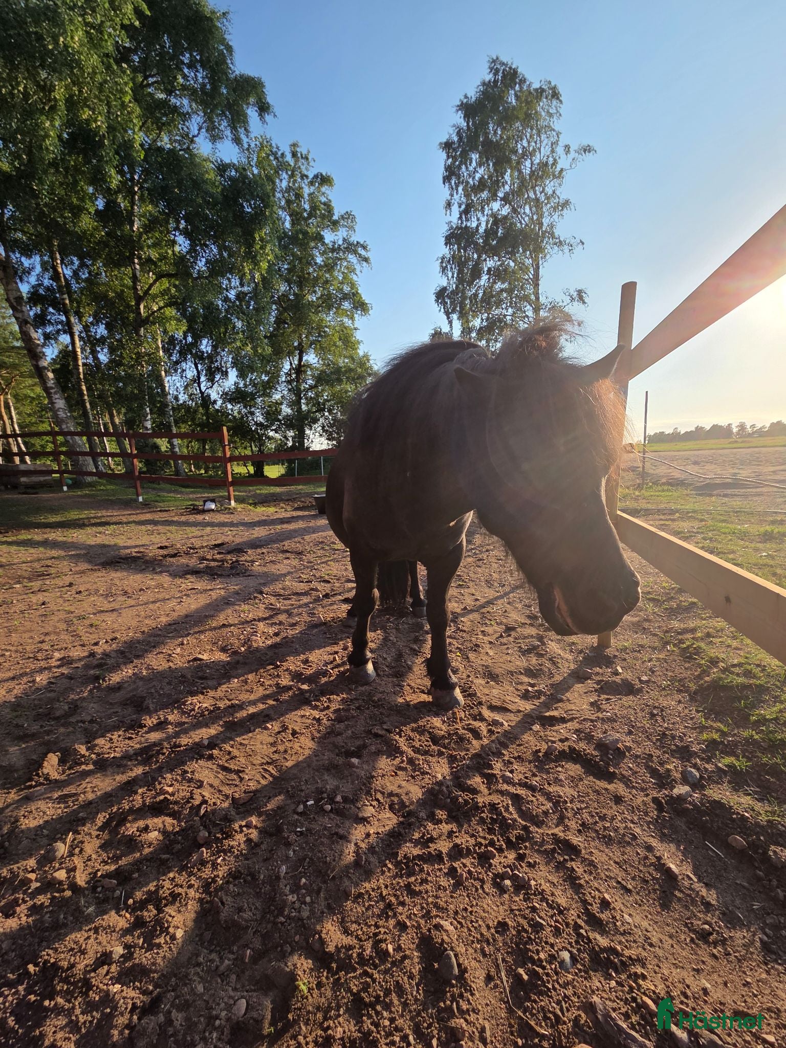  hästar Kompis sökes - Annons 2