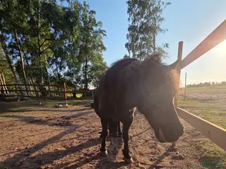 hästar Kompis sökes - Annons 1