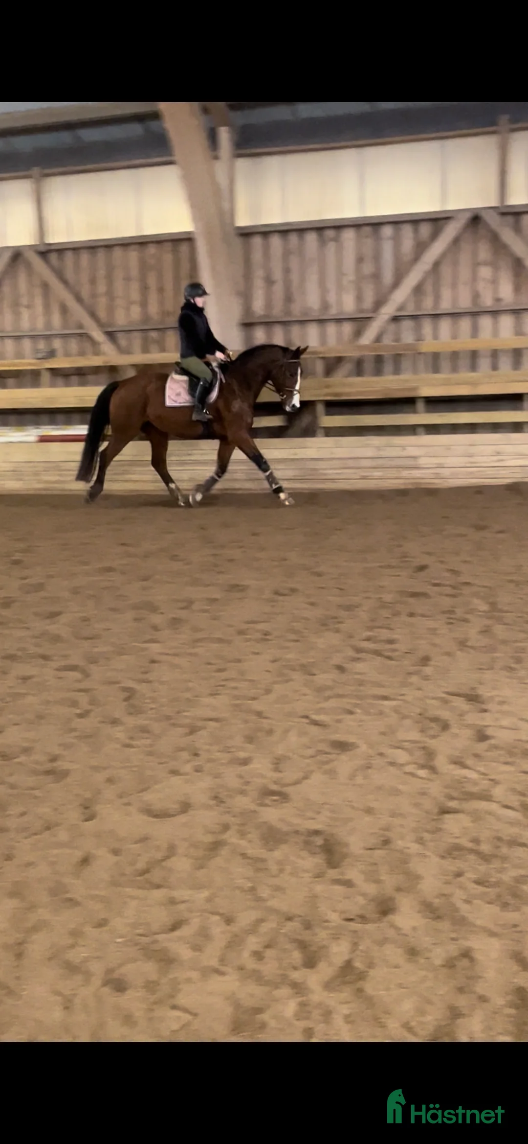 Allround hästar till salu: Perfekt sto för framtiden!  i Nybro - Annons 1