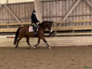 hästar Perfekt sto för framtiden! i Nybro - Annons 17