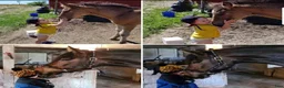 Allround hästar till salu: Världens snällaste dunderklump - Annons 11