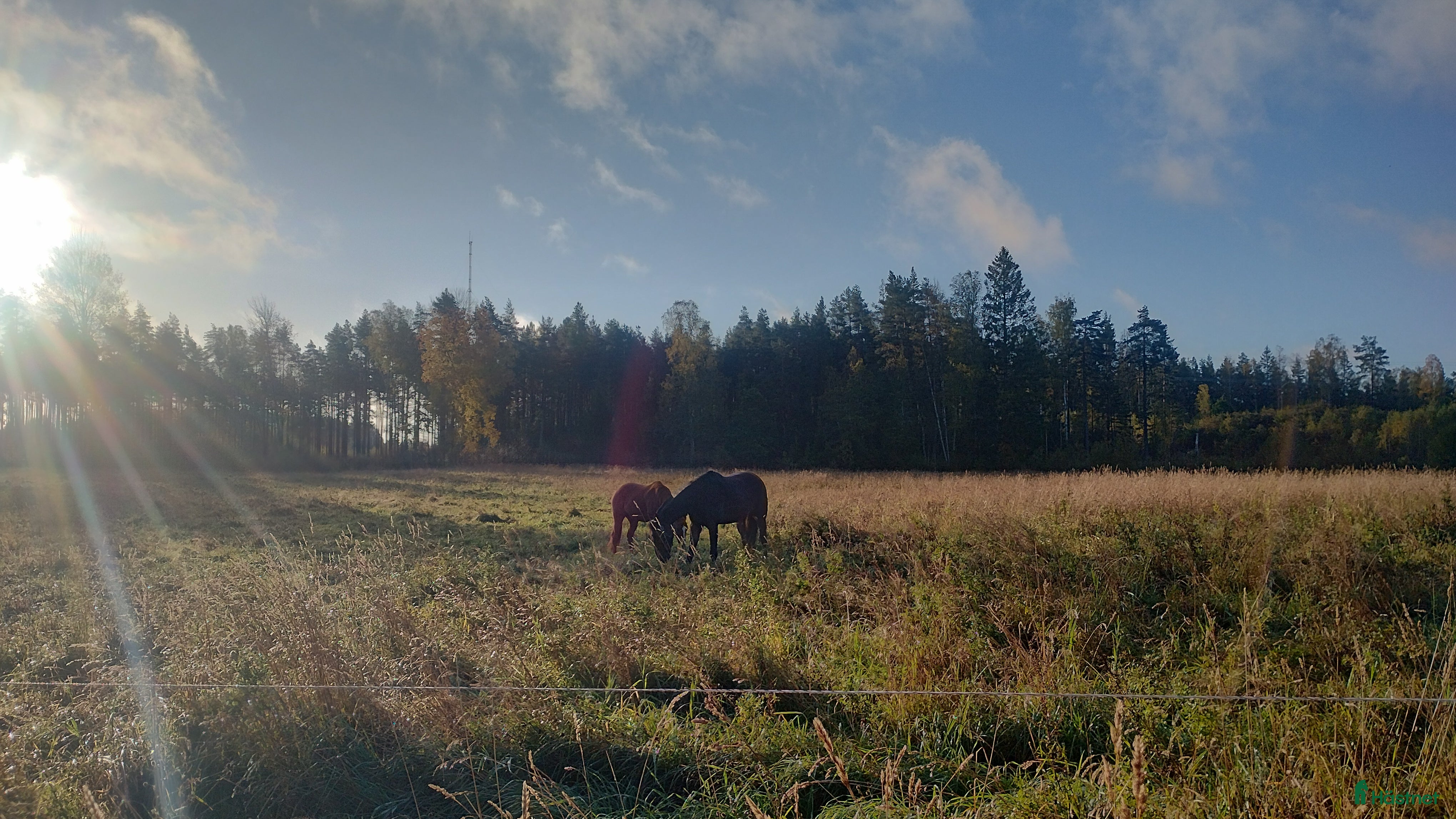  stallplats Lösdrift för svårfödd valack i Flen - Annons 3