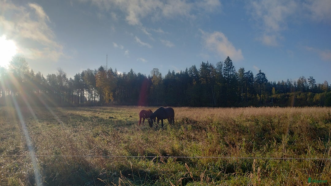  stallplats finnes: Lösdrift för svårfödd valack i Flen - Annons 1