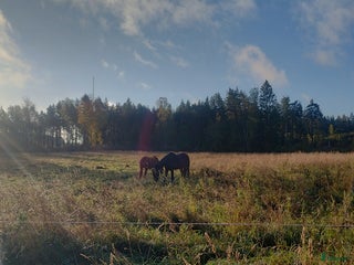 stallplats Lösdrift för svårfödd valack i Flen - Annons 3