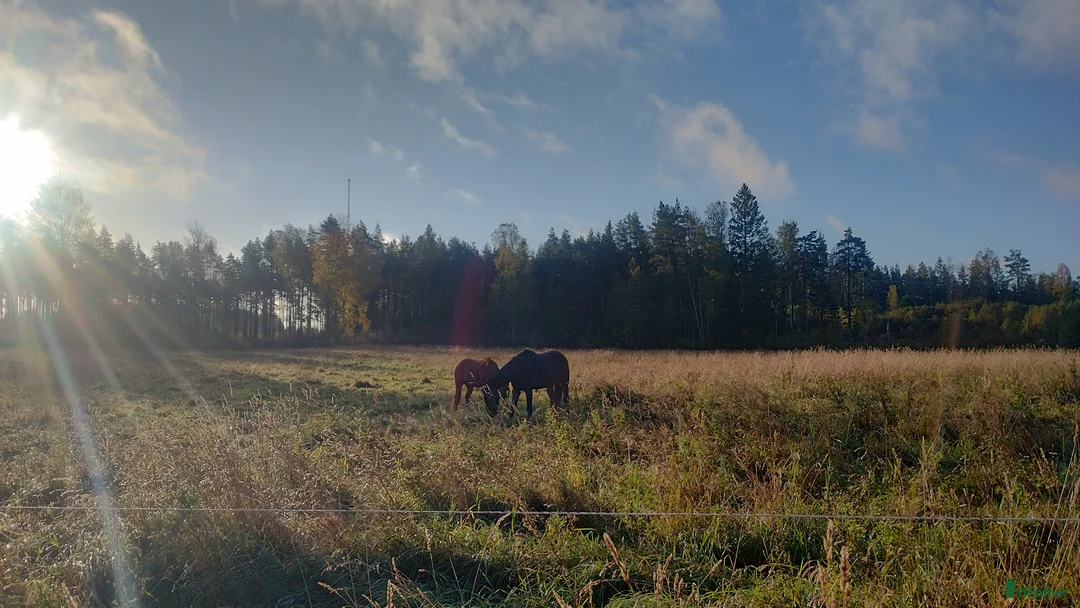  stallplats finnes: Lösdrift för svårfödd valack/sto - Annons 2