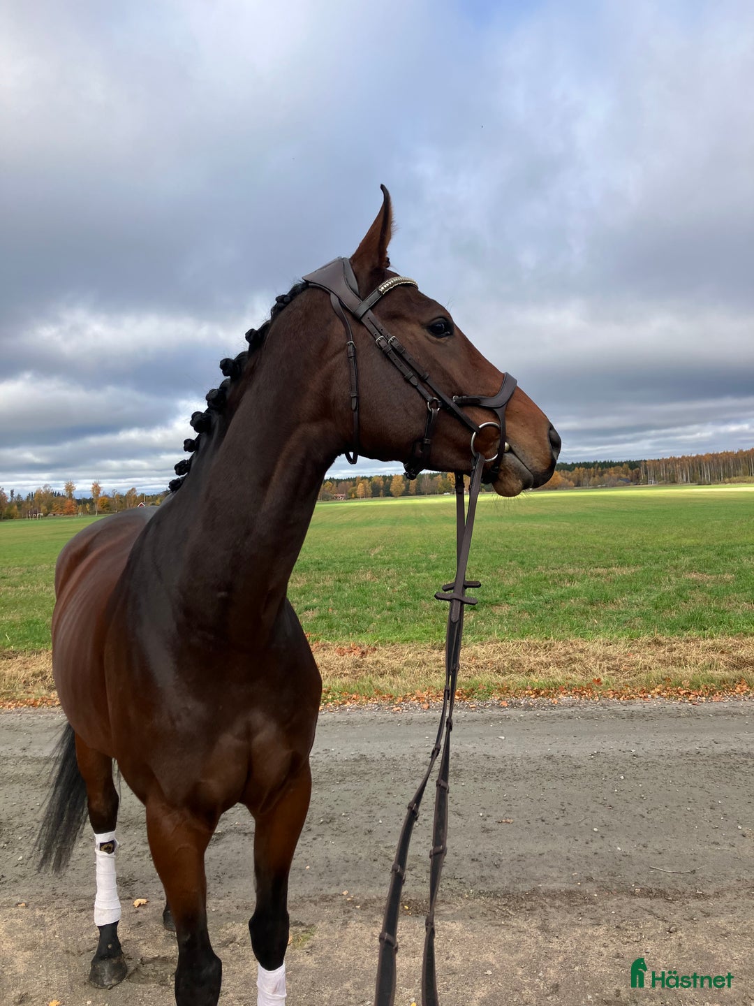 Allround hästar till salu: Bästa vän /mor dotter/ verksamhet  i Skara - Annons 1
