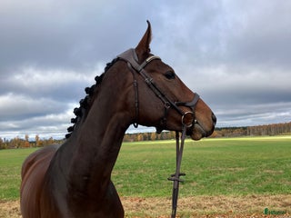 Allround hästar till salu: Bästa vän /mor dotter/ verksamhet i Skara - Annons 1