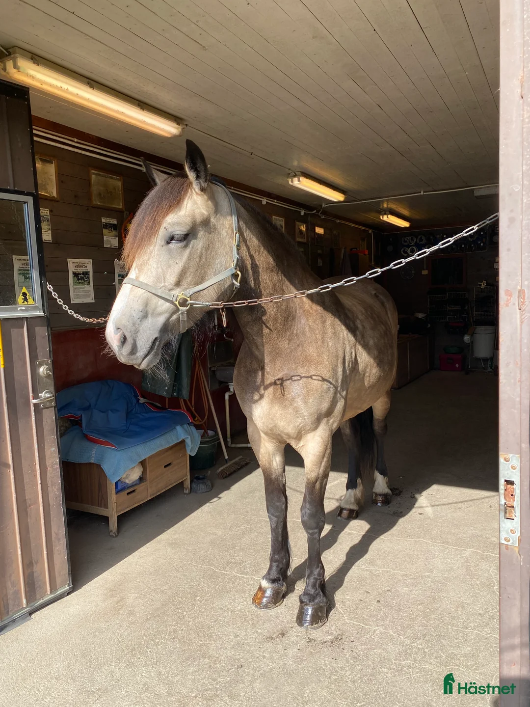 Allround hästar till salu: Charmigt sto för ridning/körning  i Östersund - Annons 4