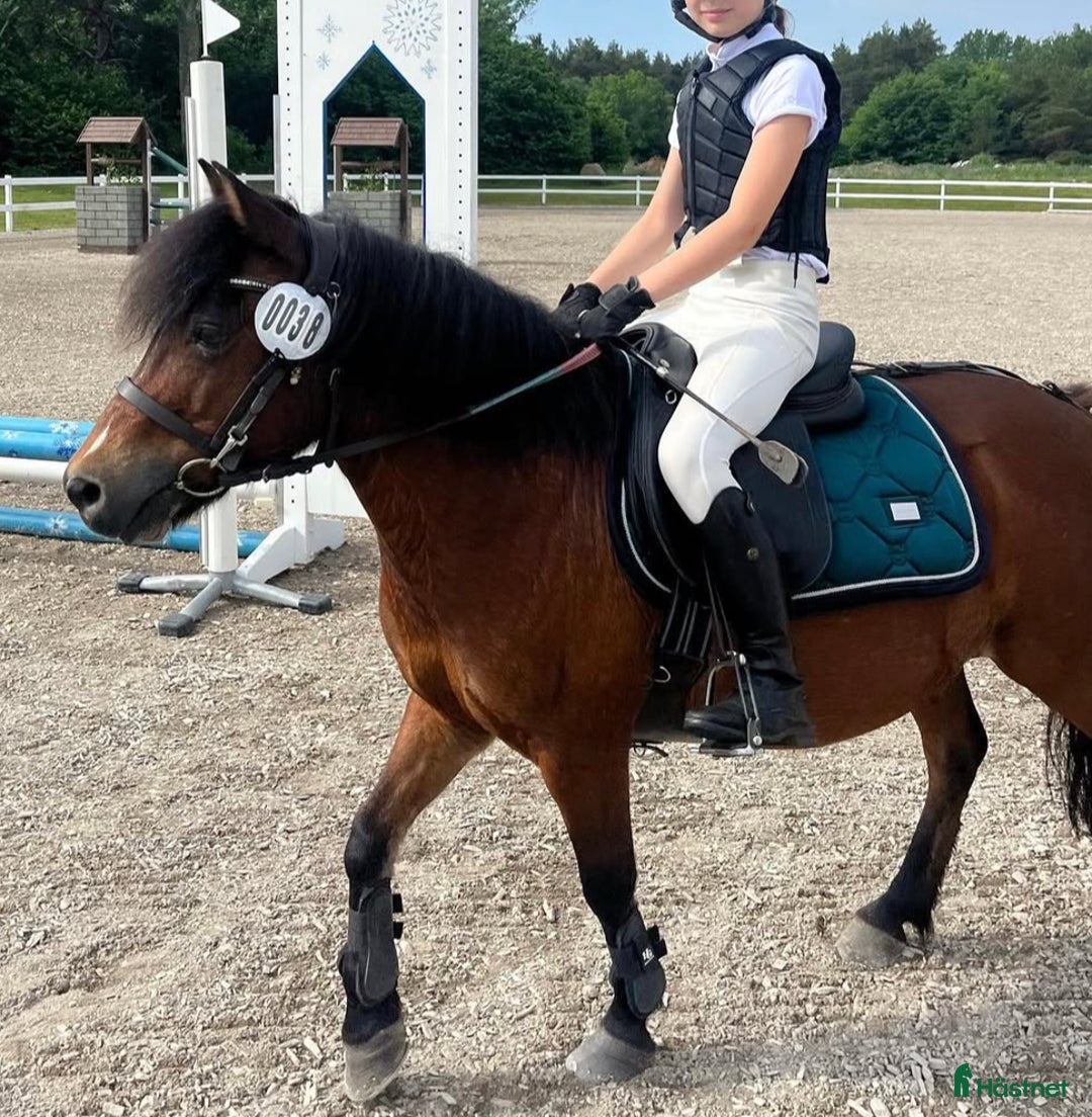 Hoppning hästar till salu: Ponnyn som älskar att jobba - Annons 3