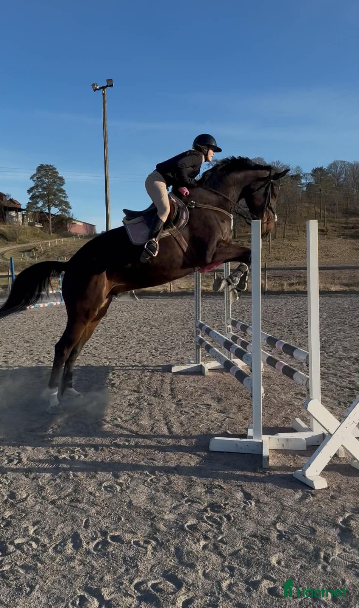  hästar super fin kille med hjärtat på rätt plats  - Annons 1