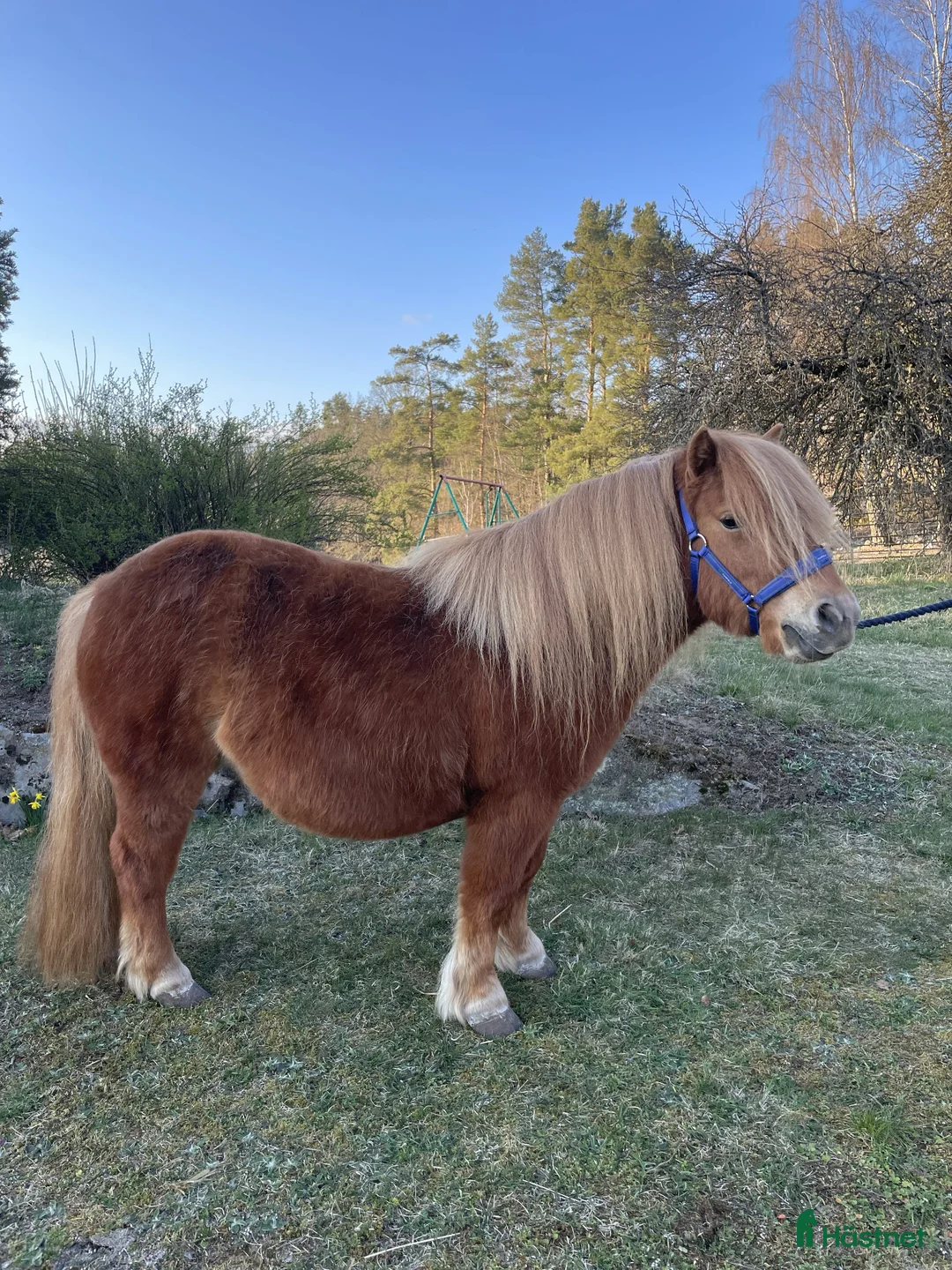Avelshästar hästar till salu: Shetlandssto 3år - Annons 1