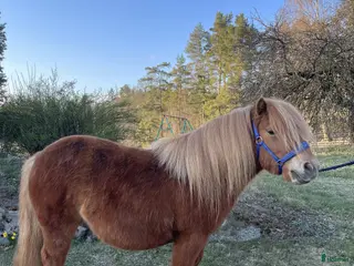 hästar Shetlandssto 3år - Annons 5