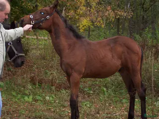 hästar Blivande hoppstjärna i Ljungbyhed - Annons 12