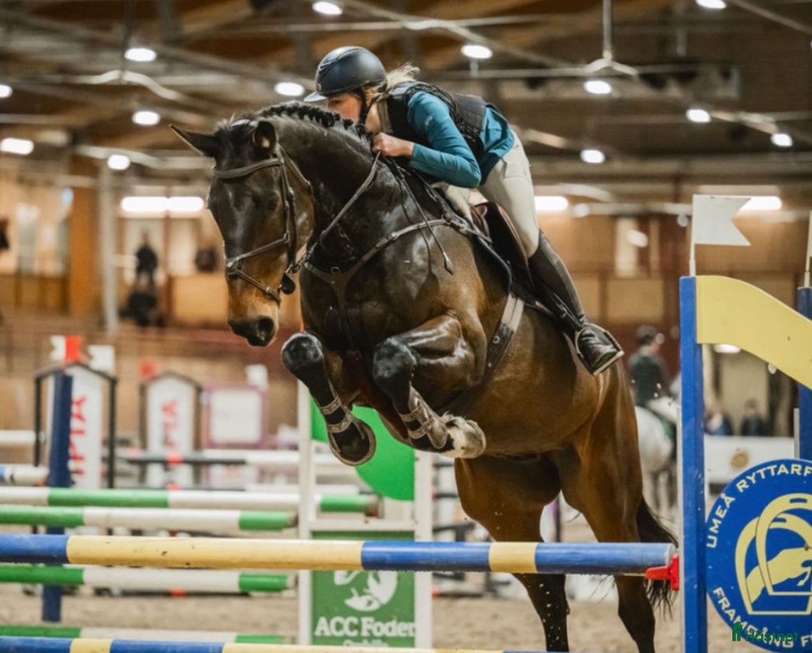  hästar Häftig rosettplockare med stort hjärta i Umeå - Annons 6
