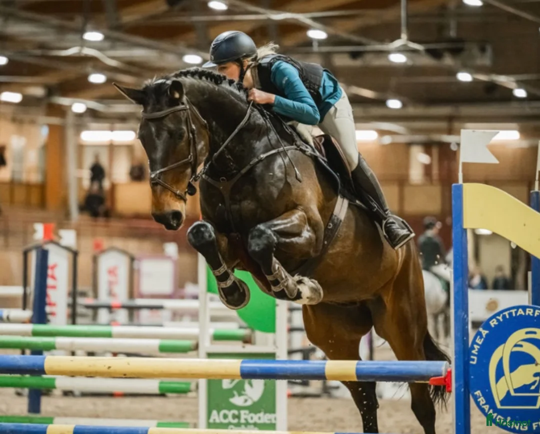 Hoppning hästar till salu: Häftig rosettplockare med stort hjärta i Umeå - Annons 1