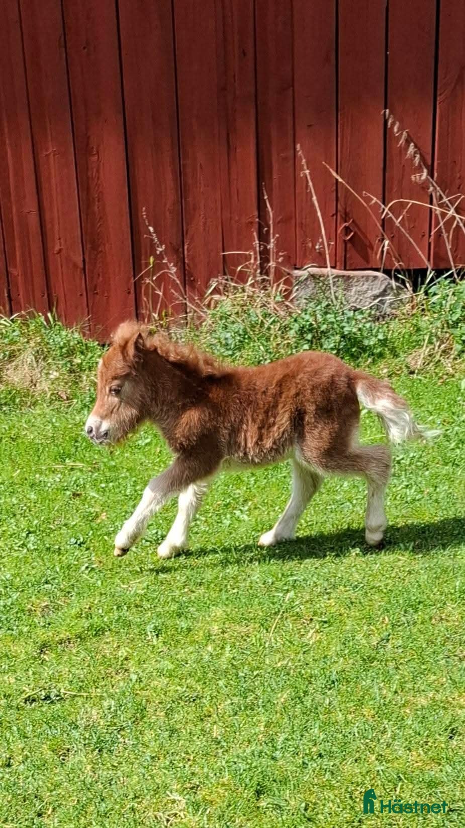  hästar Lovande ministo med stjärn  - Annons 1
