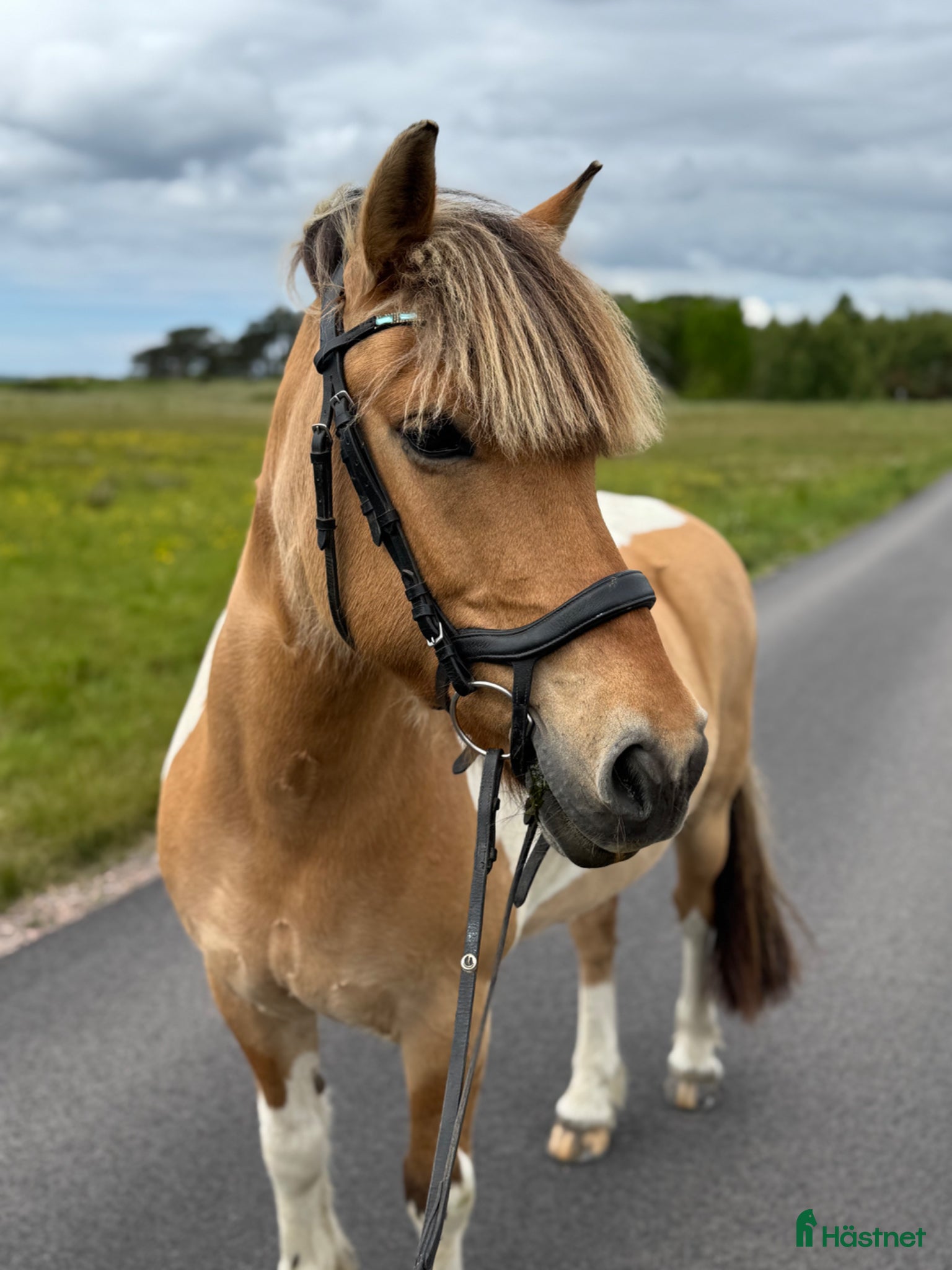  hästar C-ponny med charm  - Annons 1