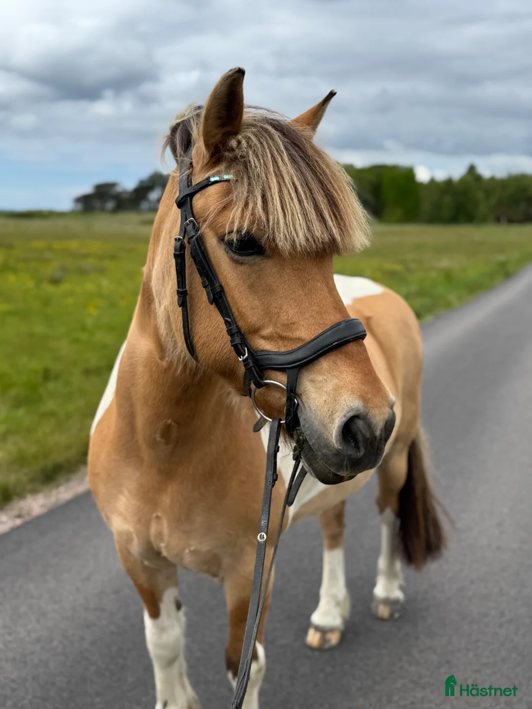 Allround hästar till salu: C-ponny med charm  i Halmstad - Annons 1