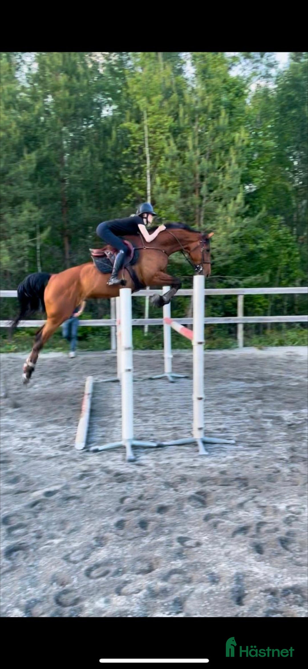 Hoppning hästar till salu: Vackert sto söker sin bästavän  i Hamneda - Annons 2