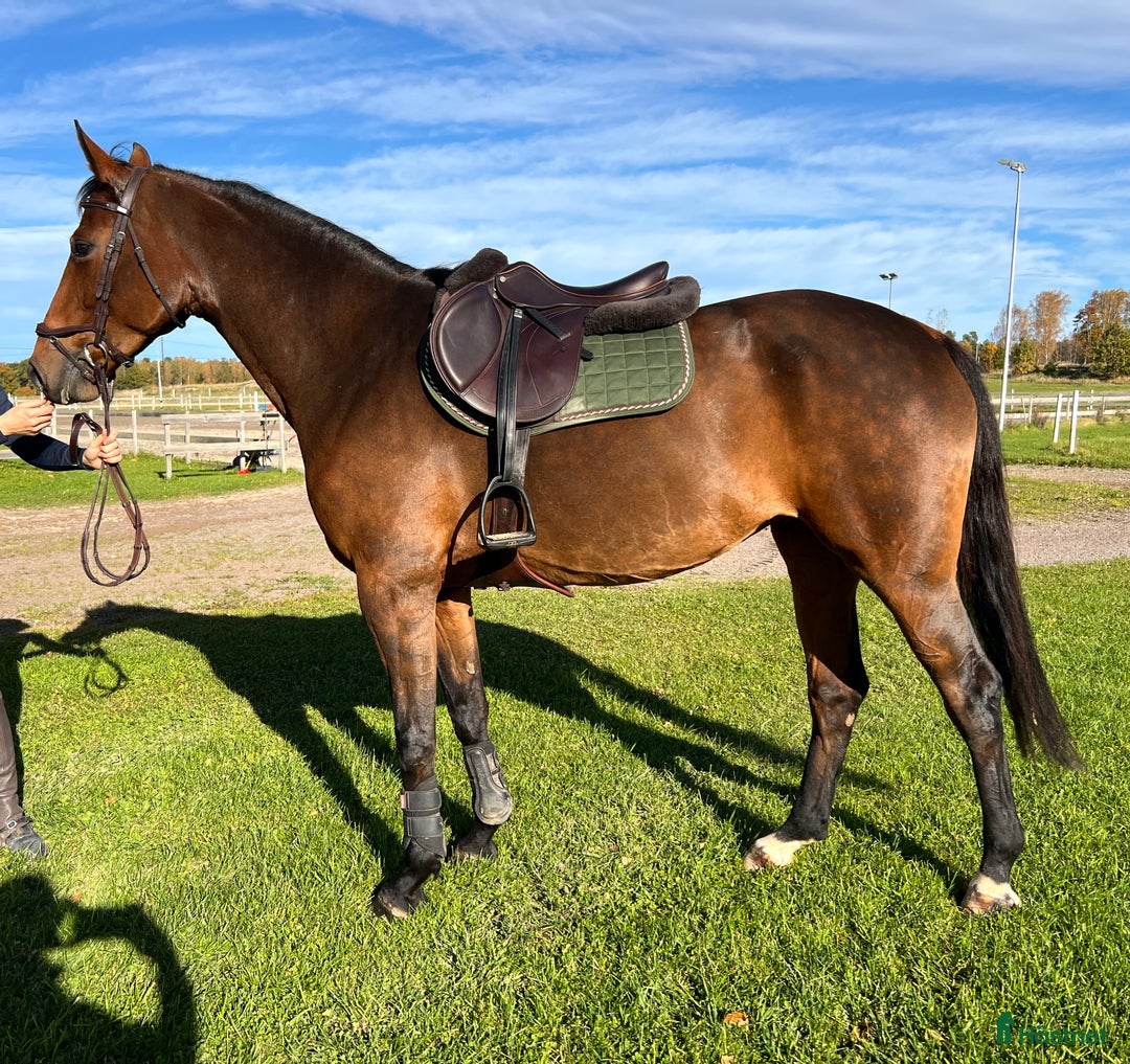 Hoppning hästar till salu: Trevlig som få med mycket potential  i Väderstad - Annons 2