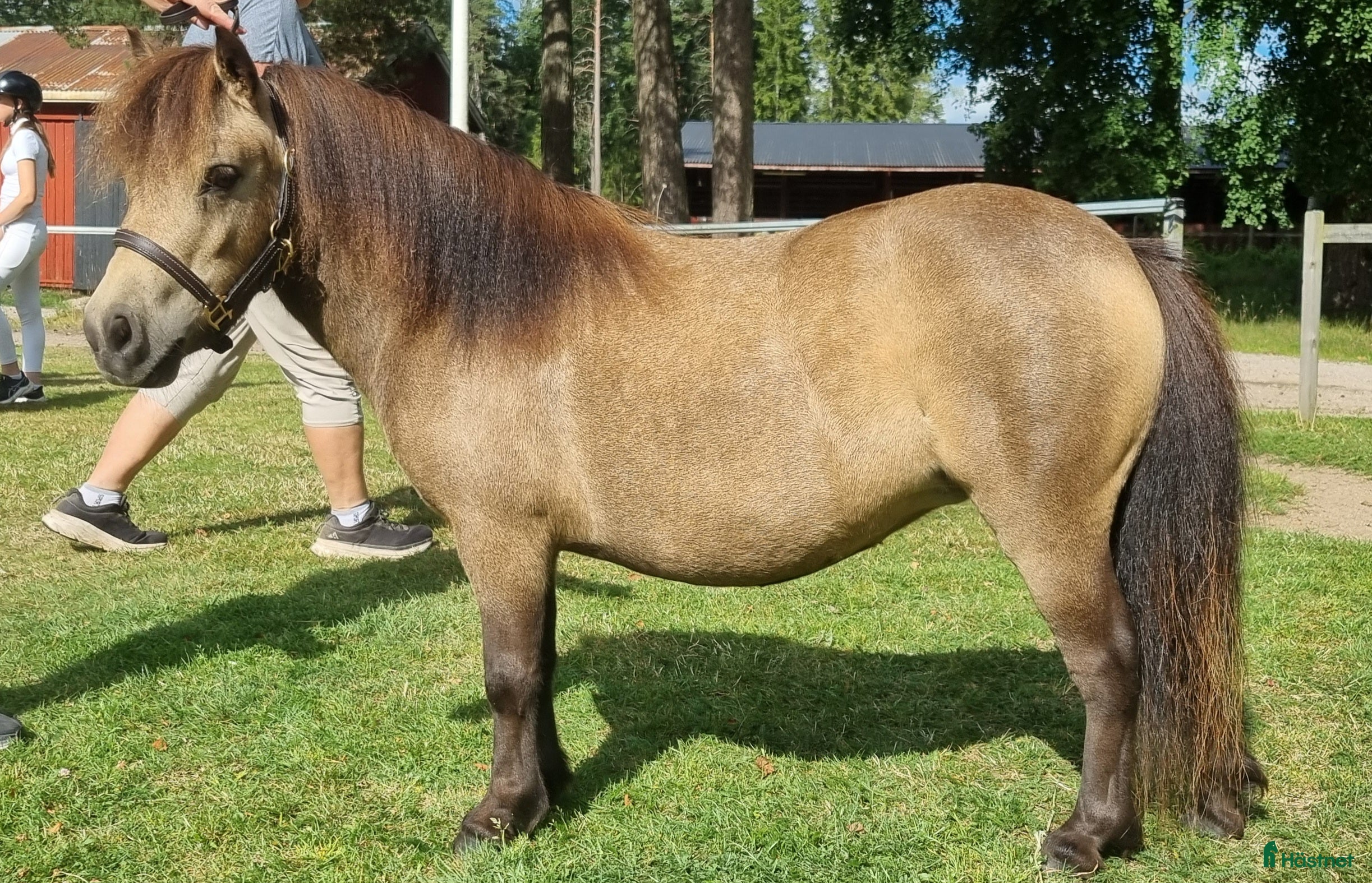  hästar Minishetlandssto i Väderstad - Annons 10