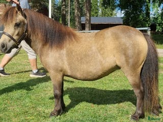 hästar Minishetlandssto i Väderstad - Annons 11