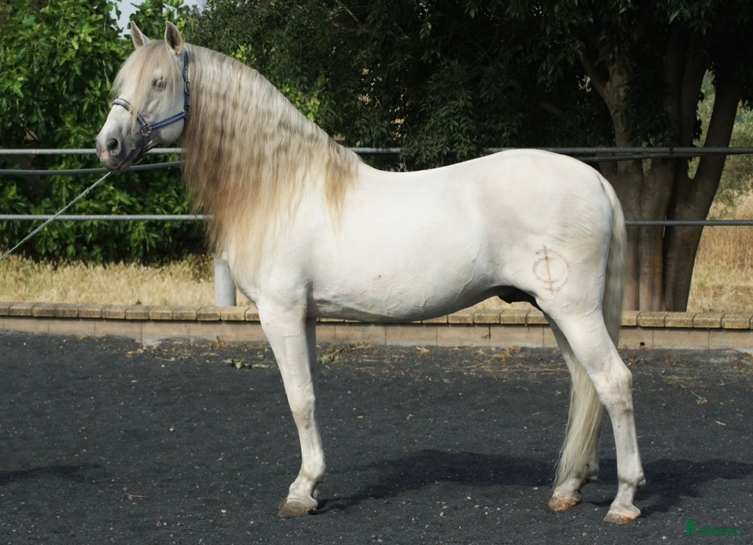 Dressyr hästar till salu: Superhärlig kille i Skurup - Annons 1