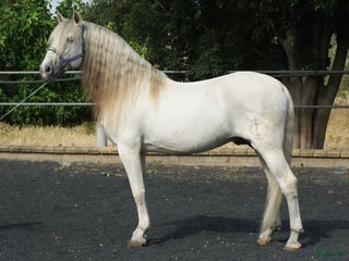 hästar Superhärlig kille i Skurup - Annons 14