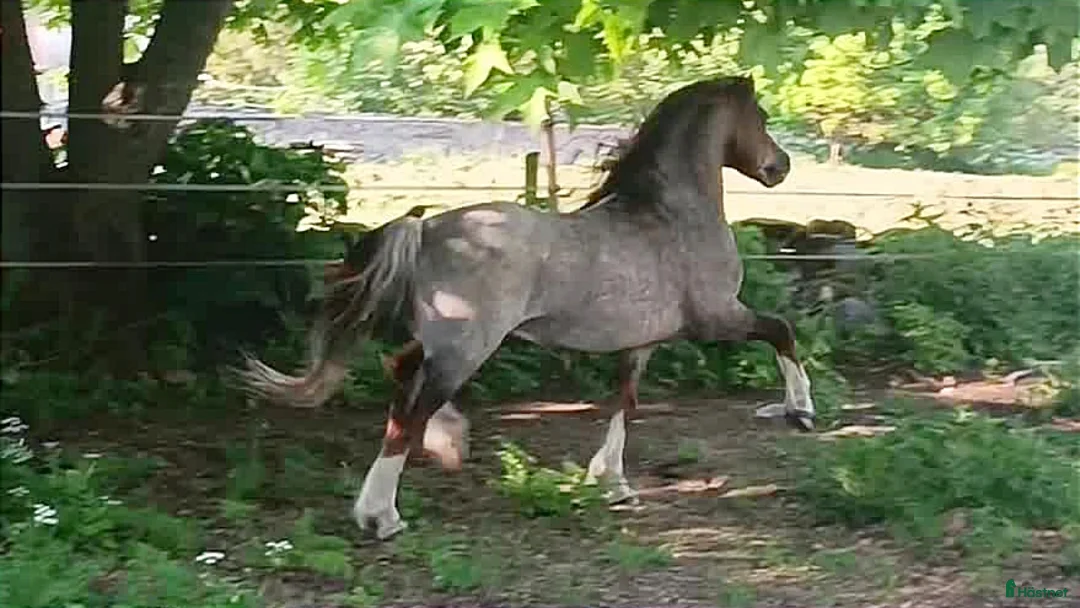 Allround hästar till salu: Welsh mountain hingst  - Annons 14