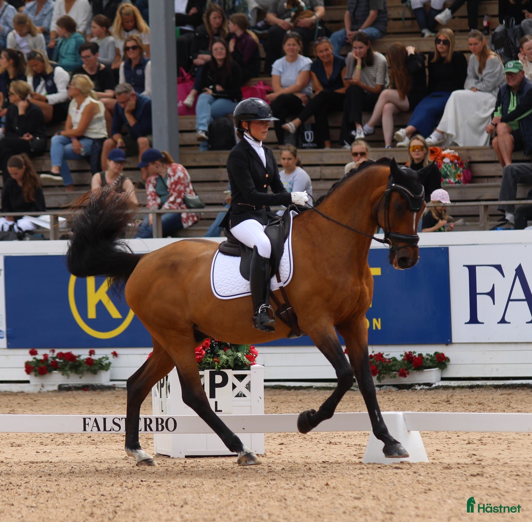  hästservice finnes: Utbildning, Försäljning, Tävling i Sparsör - Annons 1