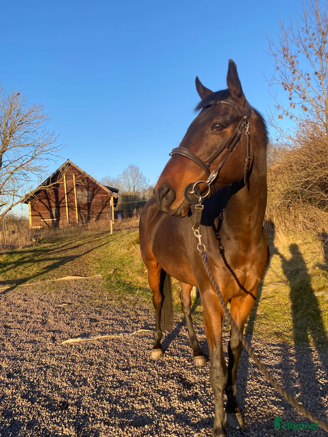 Allround hästar till salu: Social kille söker nytt hem⭐️ - Annons 2