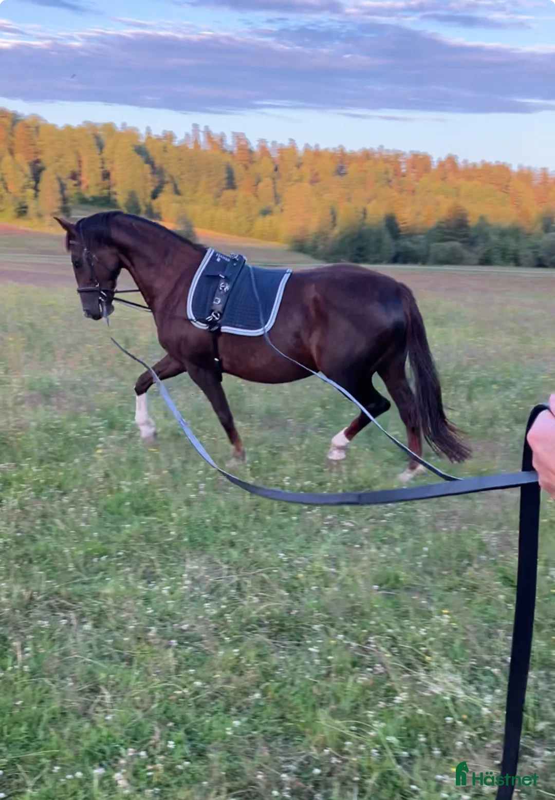 Avelshästar hästar till salu: Avelsto e: Total Hope - Annons 7