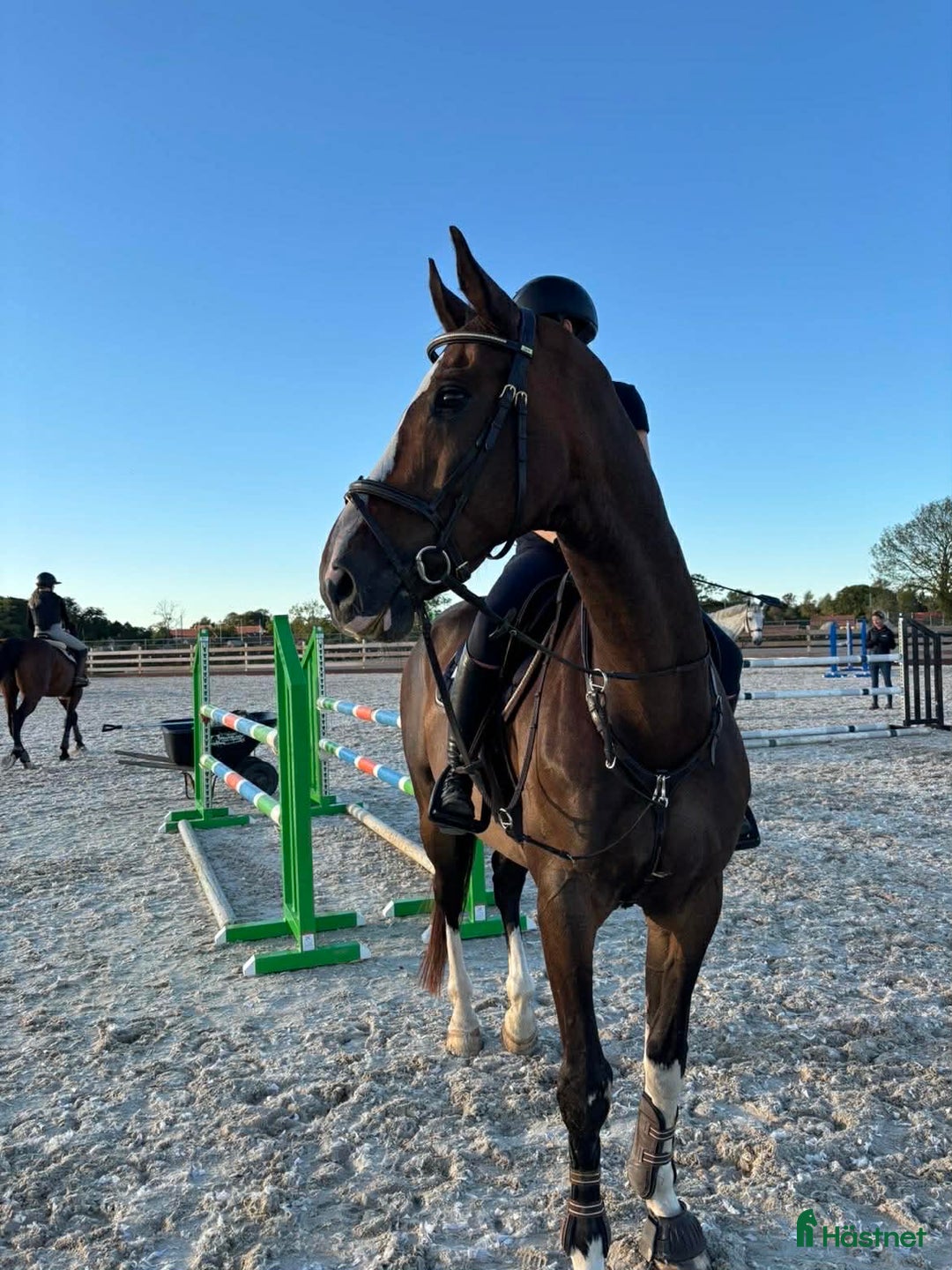 Dressyr hästar till salu: Lyxig multitalang, ev byte välhoppande d-ponny. i Gråbo - Annons 1