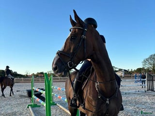 hästar Lyxig multitalang, ev byte välhoppande d-ponny. i Gråbo - Annons 3