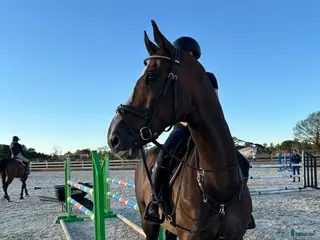 hästar Lyxig multitalang, ev byte välhoppande d-ponny. i Gråbo - Annons 10