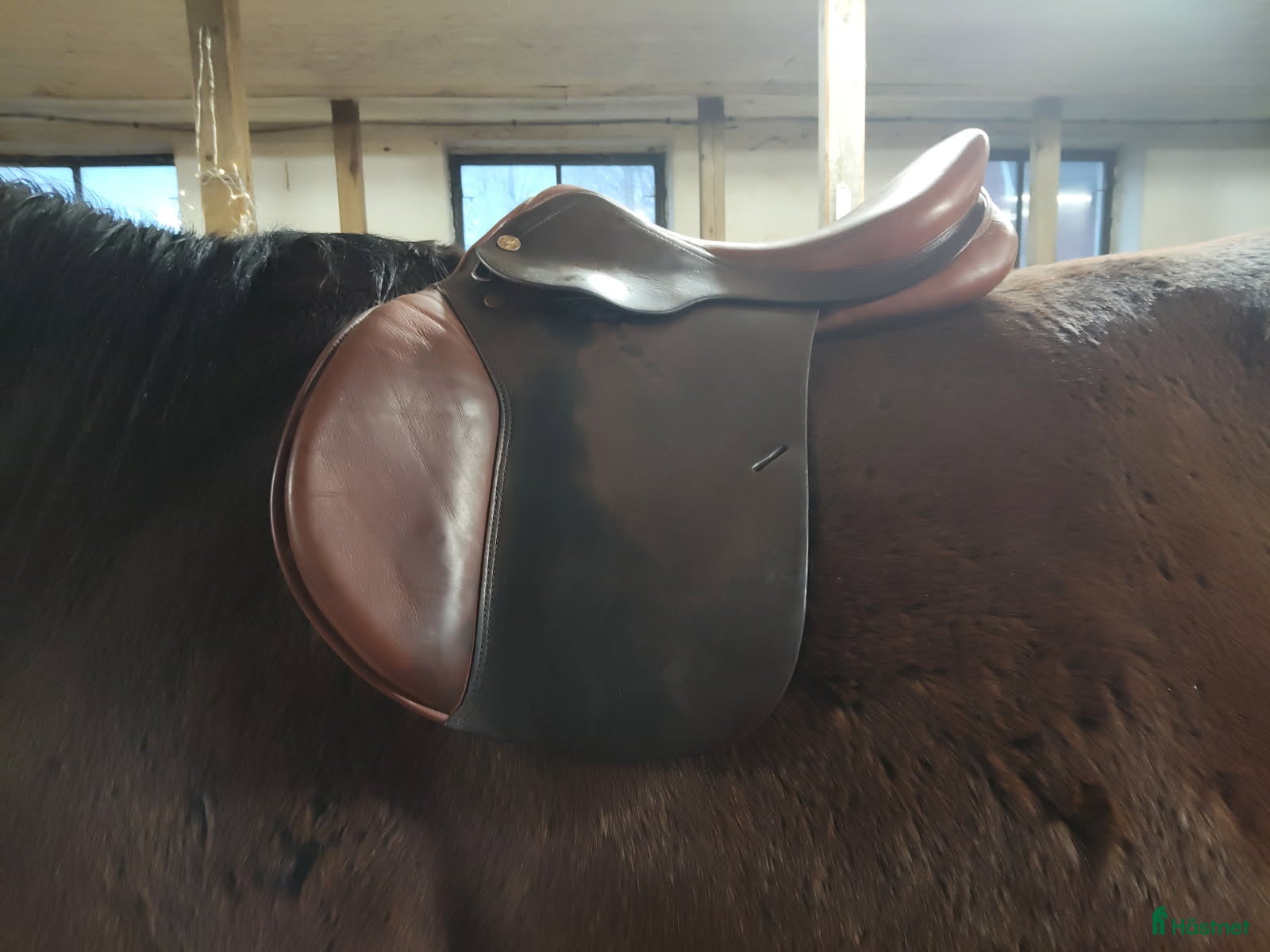 Sadlar hästutrustning till salu: Prestige Golden star  i Vännäsby - Annons 9