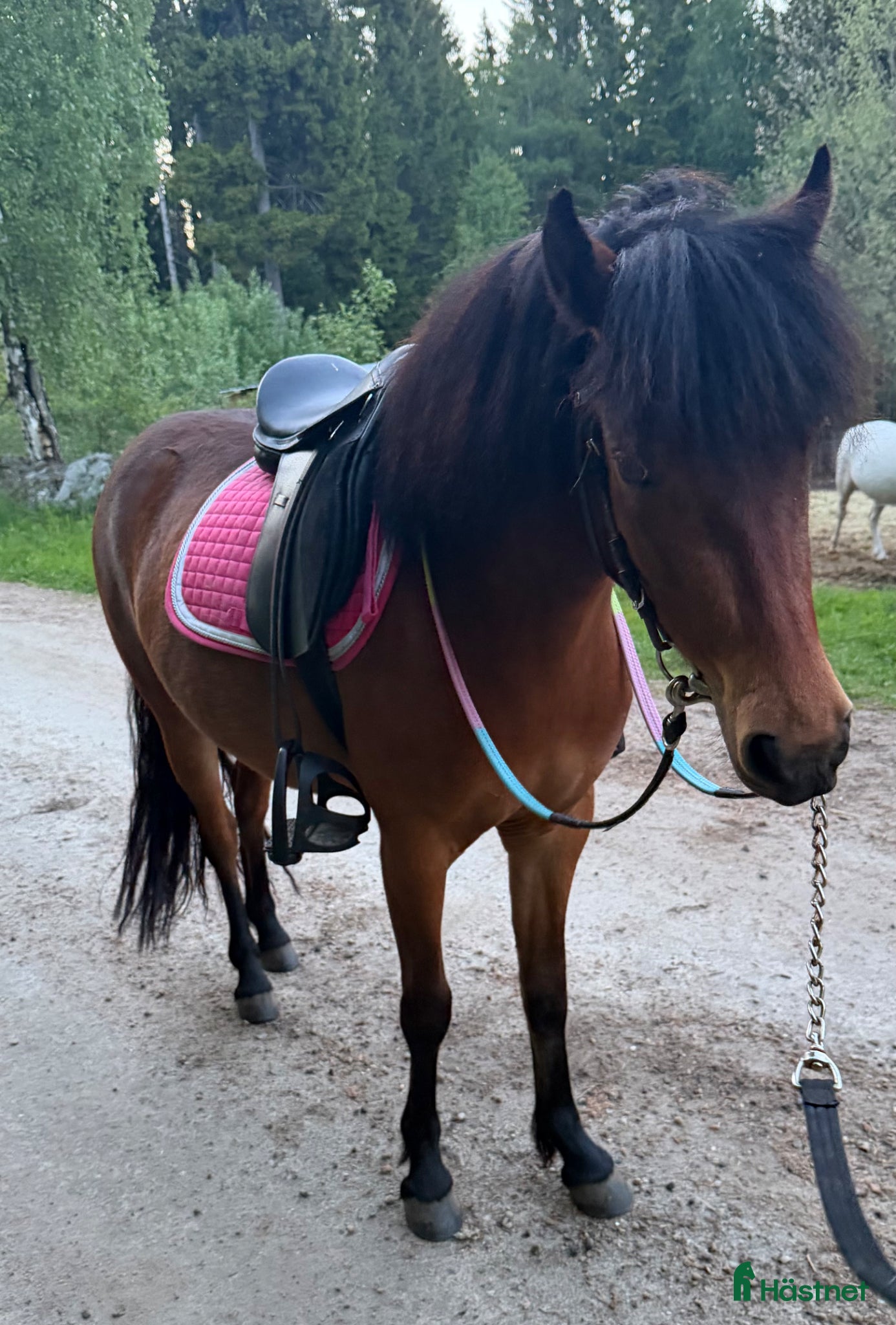  hästar Snygg B-ponny  - Annons 2