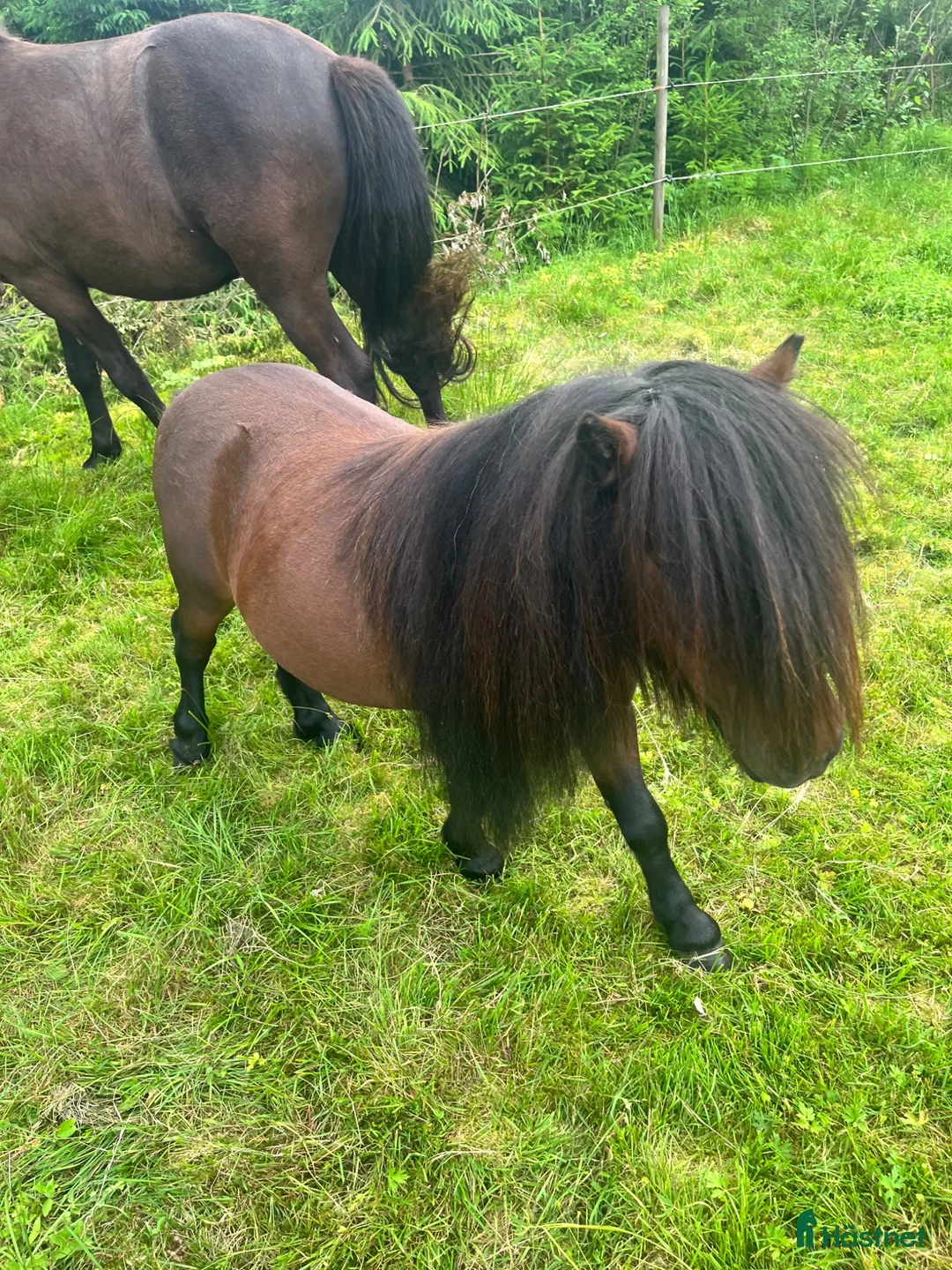 Allround hästar till salu: Minihingst söker nya hagar  - Annons 3