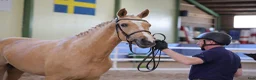 Dressyr hästar till salu: Toppklassigt dressyr sto 🐴 - Annons 5
