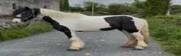 Allround hästar till salu: “Bombproof” 138cm mare - Annons 6