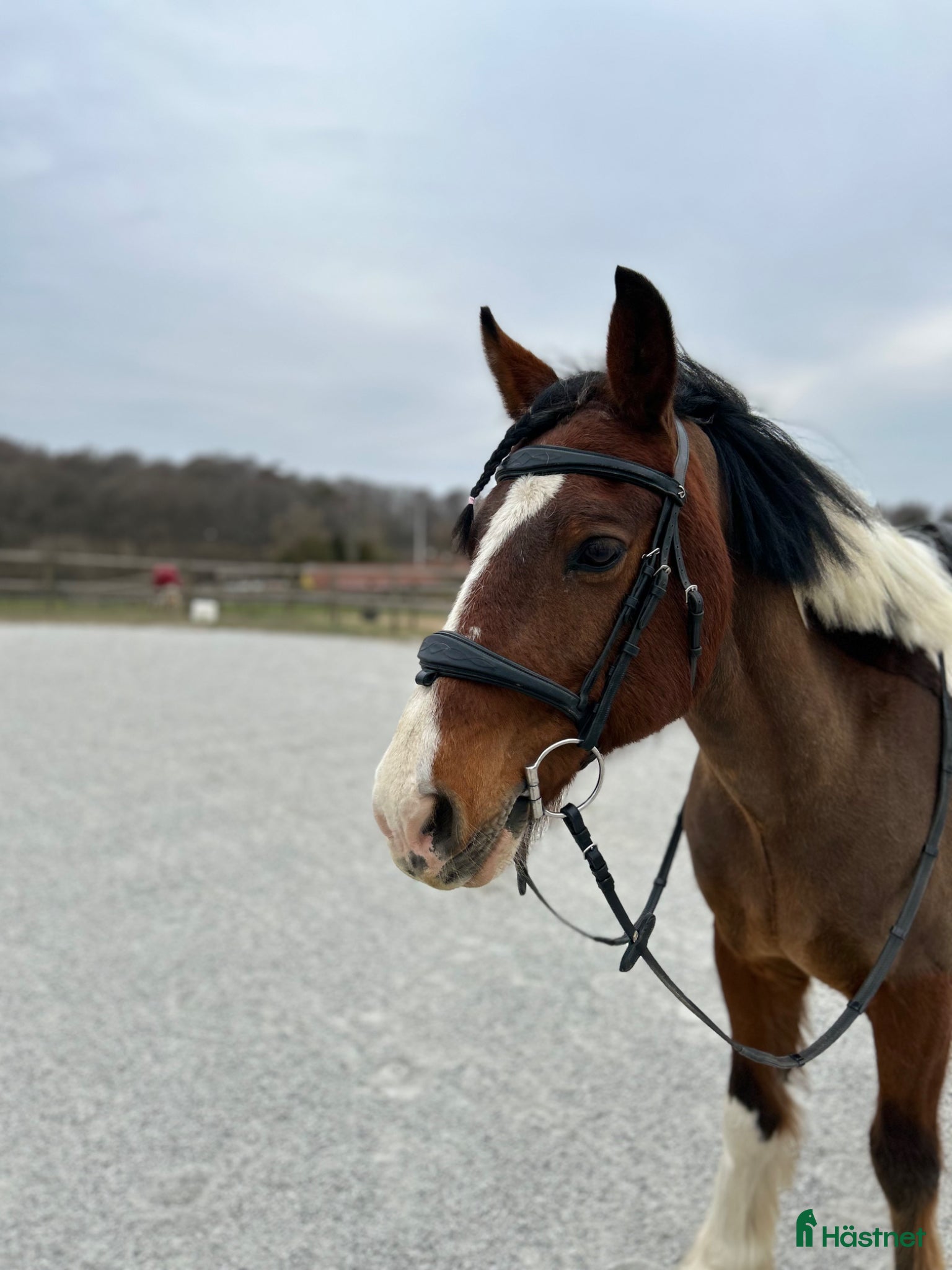  hästar Rolig bästa vän söker nytt hem - Annons 2