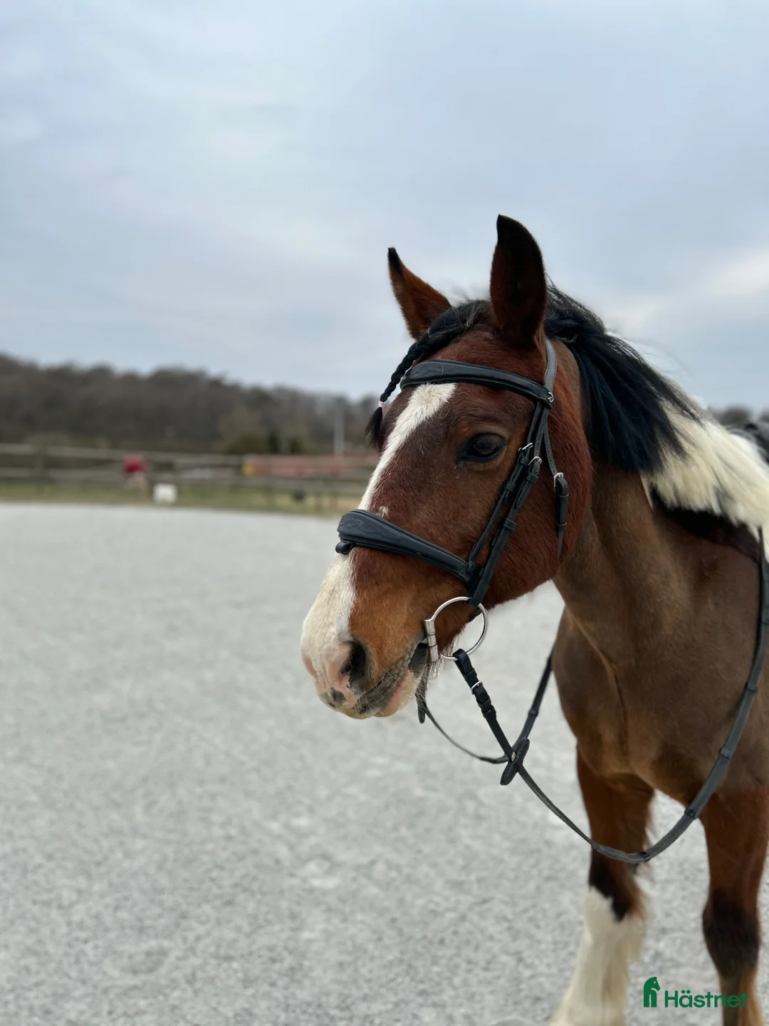 Allround hästar till salu: Rolig bästa vän söker nytt hem - Annons 2